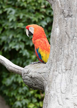 ara macaw parrot