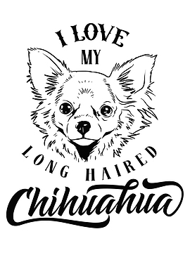 Longhair Chihuahua