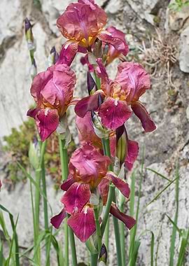 iris gladiolus in bloom