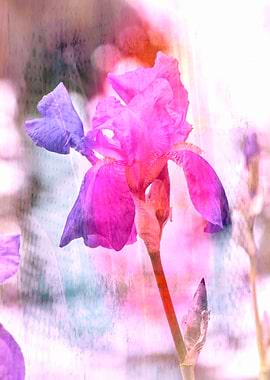 iris gladiolus in bloom