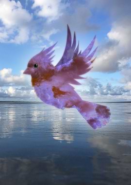 Reflection of a cardinal