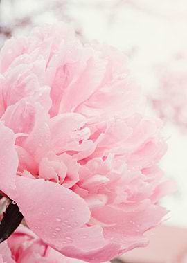 Pink blush peony. Glamour