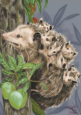 Colombian Possums