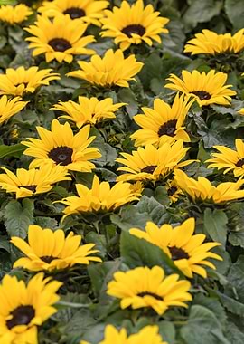 sunflower in the garden