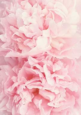 Blush glamour peonies