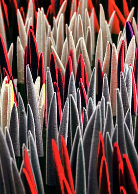 colorful sansevieria