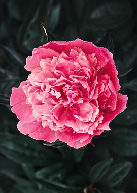 Pink peony flower