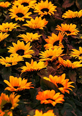 sunflower in the garden