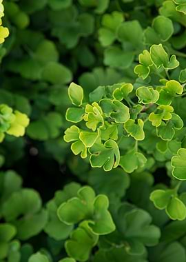Green Ginkgo Biloba