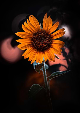Sunflower 10