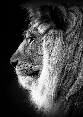 proud lion head