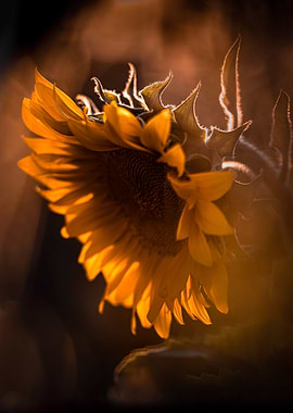 Sunflower ghost