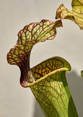 carnivorous plant