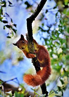 The Amazing Squirrel