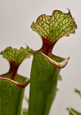 carnivorous plant