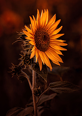 Portrait of a sunflower