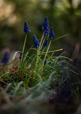 Muscari neglectum