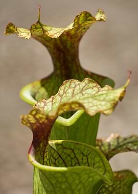 carnivorous plant