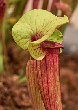 carnivorous plant