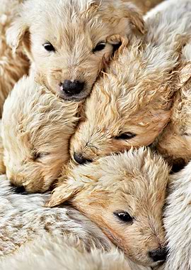 Four Puppies