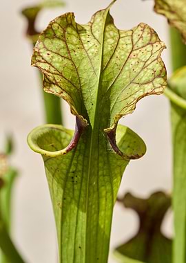 carnivorous plant