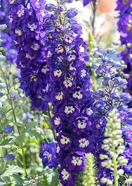 purple delphinium flower