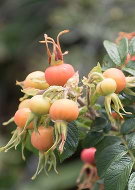 rosehips in the garden