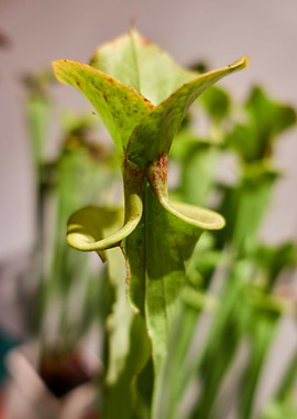 carnivorous plant