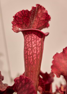 carnivorous plant