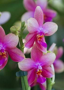 orchid in the garden