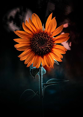 Sunflower Portrait