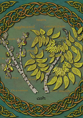 Celtic Ash Tree