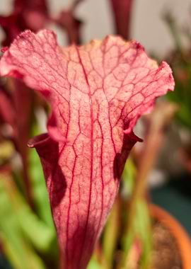 carnivorous plant
