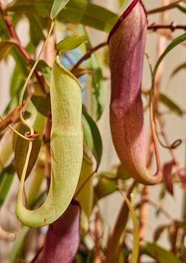 carnivorous plant