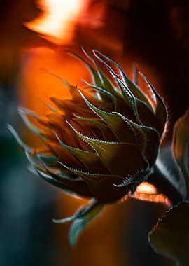 Fire sunflower