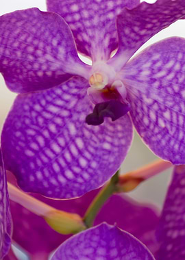 orchid in the garden