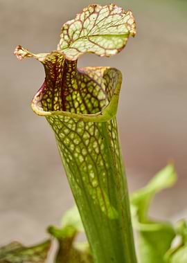 carnivorous plant