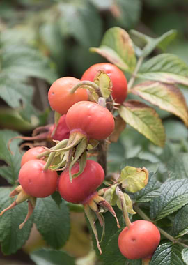 rosehips in the garden