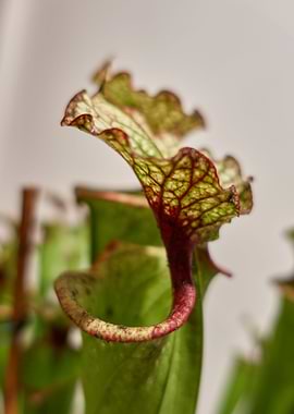 carnivorous plant