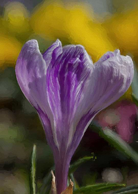 colchicum in the garden