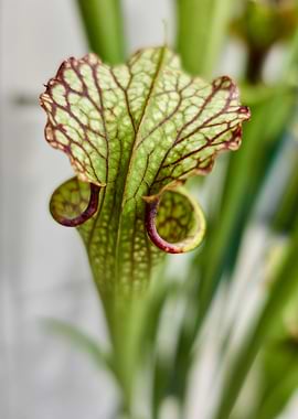 carnivorous plant