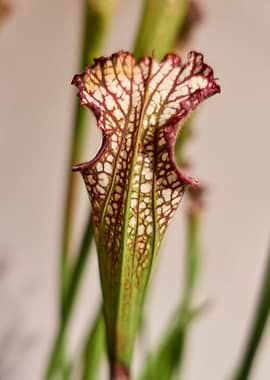 carnivorous plant