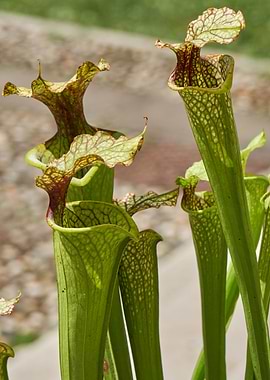 carnivorous plant
