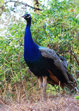 Peacock