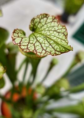 carnivorous plant