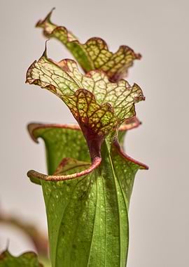 carnivorous plant