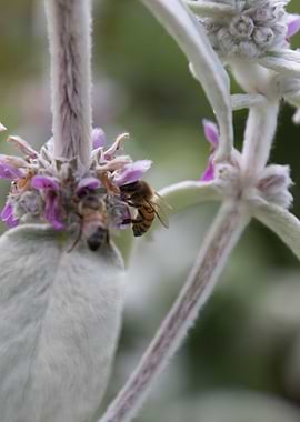 flower in spring season