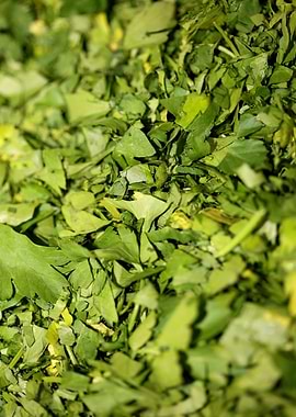 Cichorium endivia salad