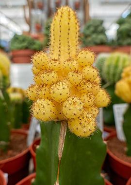 colorful succulent plant