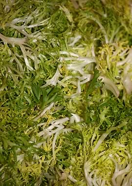Cichorium endivia salad